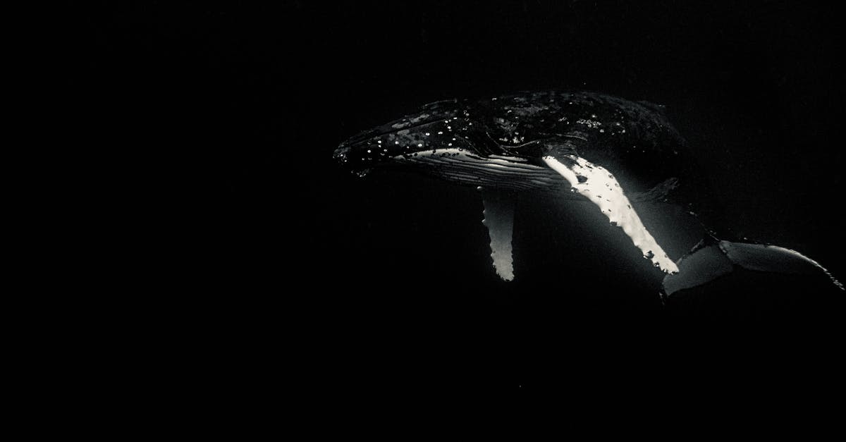 Identify B-grade Sci-Fi 1970-1995: alien animal with long tail connected to researcher via cable, hallucinations, then bloodbath [closed] - Black and white of large sized whale with elongated pectoral fins swimming in dark sea