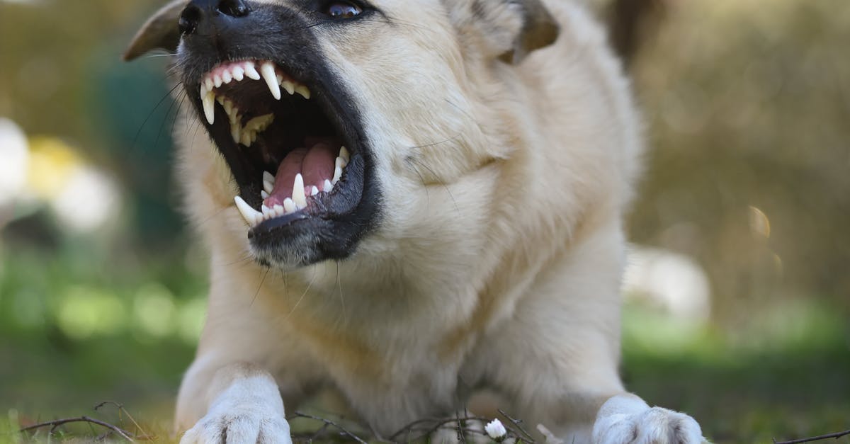 In allegorical sense what does the mad dog represent in "To Kill a Mockingbird"? - Angry Dog in Close-Up Photography 
