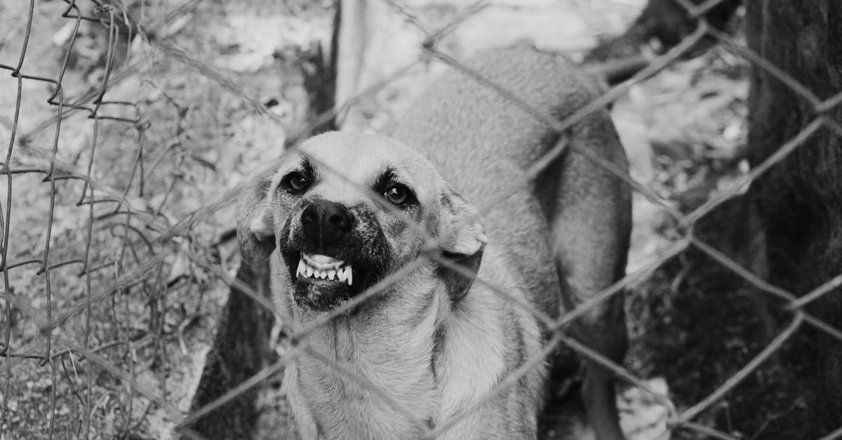 In allegorical sense what does the mad dog represent in "To Kill a Mockingbird"? - Monochrome Photo of an Angry Dog Near Chain Link Fence