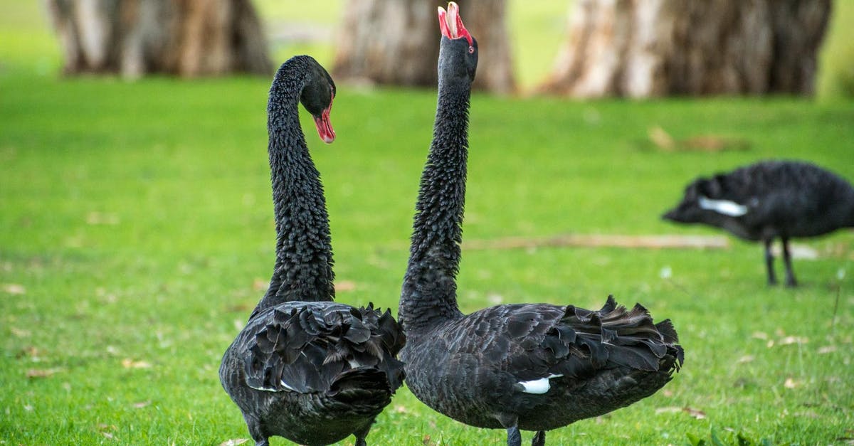 In Black Swan how much seduction is real? - 2 Goose Standing on Green Grass during Daytime