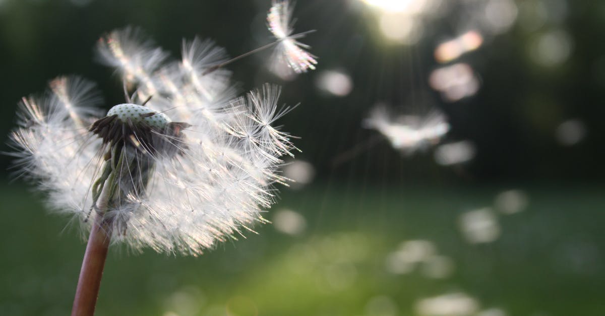 In Constantine, why did Lucifer grant John a wish? - White Dandelion Flower Shallow Focus Photography