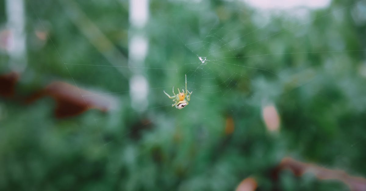 In films how do they make spider web? - A Spider on a Web 