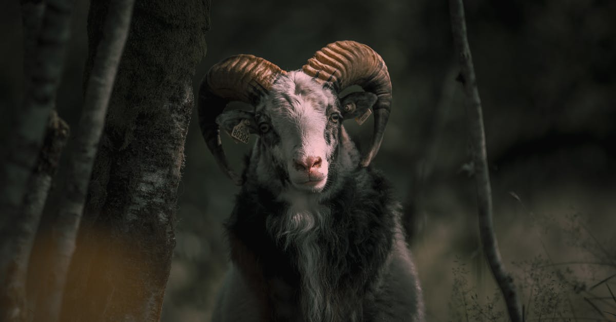 In Hey Ram, was Saket Ram a terrorist? - Goat With Big Horn 