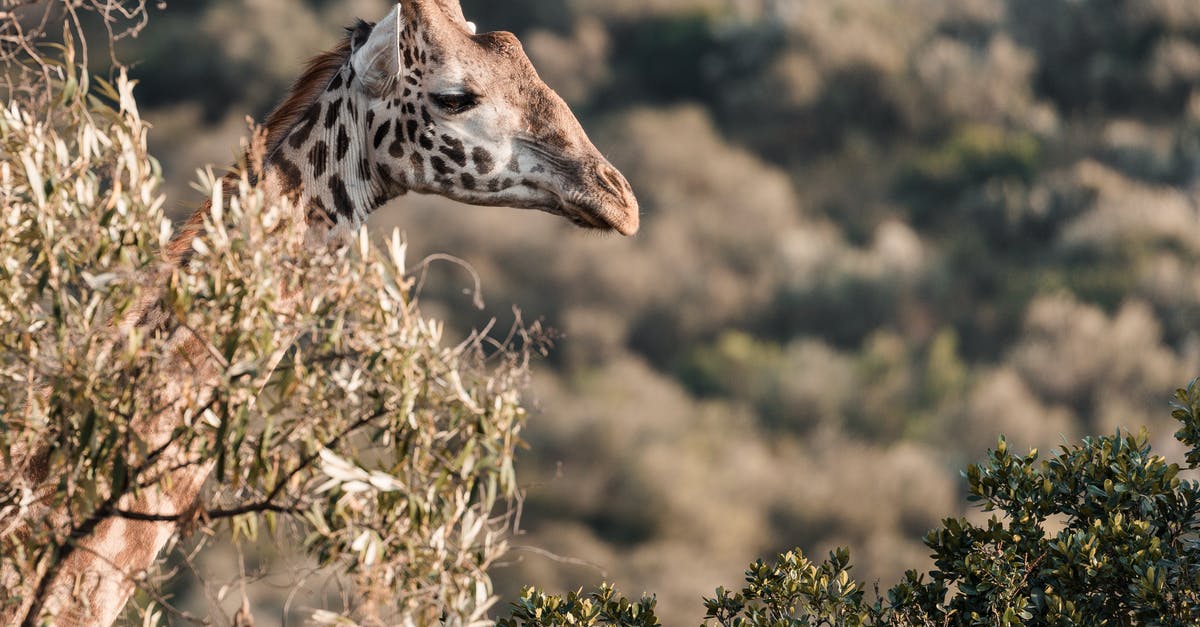 In Hustle, why do they have rules for the long con but not the short con? - Giraffe near shrubs in safari on sunny day