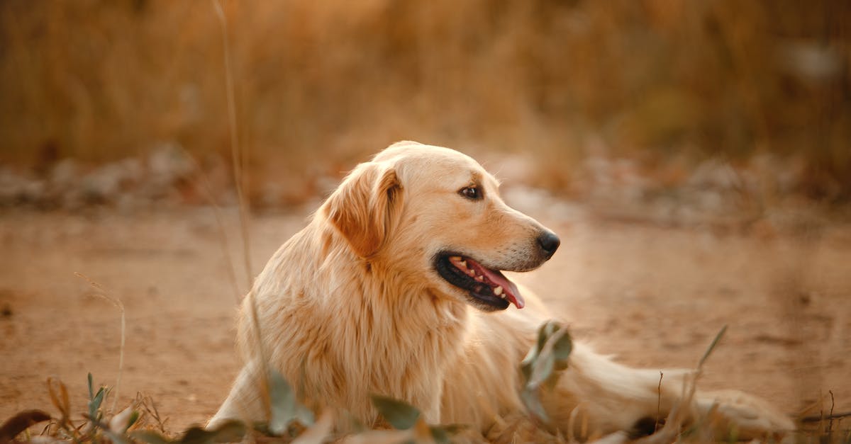 In Knives Out, how did Marta get away with a certain lie without vomiting? - Calm fluffy Golden Retriever relaxing during stroll and looking away while sticking out tongue