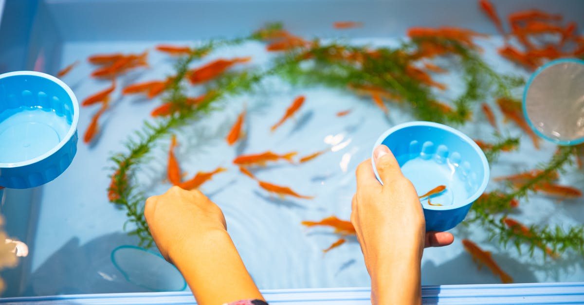 In "Hell or High Water", why don't they catch Toby? - High angle faceless friends catching small orange aquarium fish from plastic basin to put in clean fishbowl