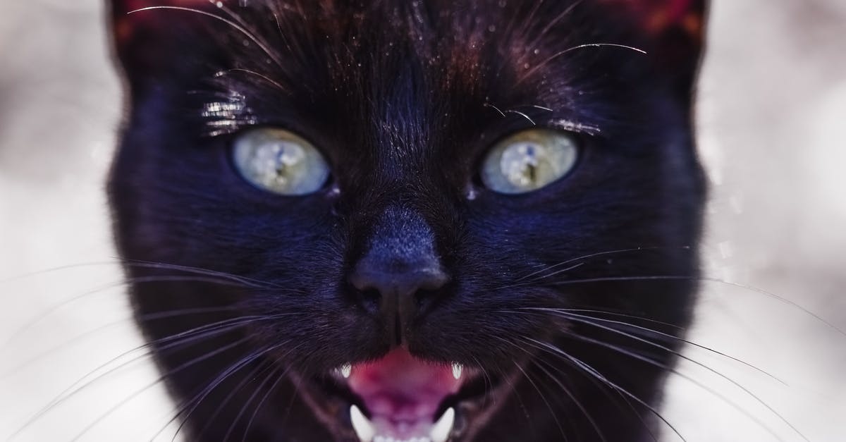 In Resident Evil movie, was the T-Virus intentionally released? - Powerful cat with black fur meowing in sunshine