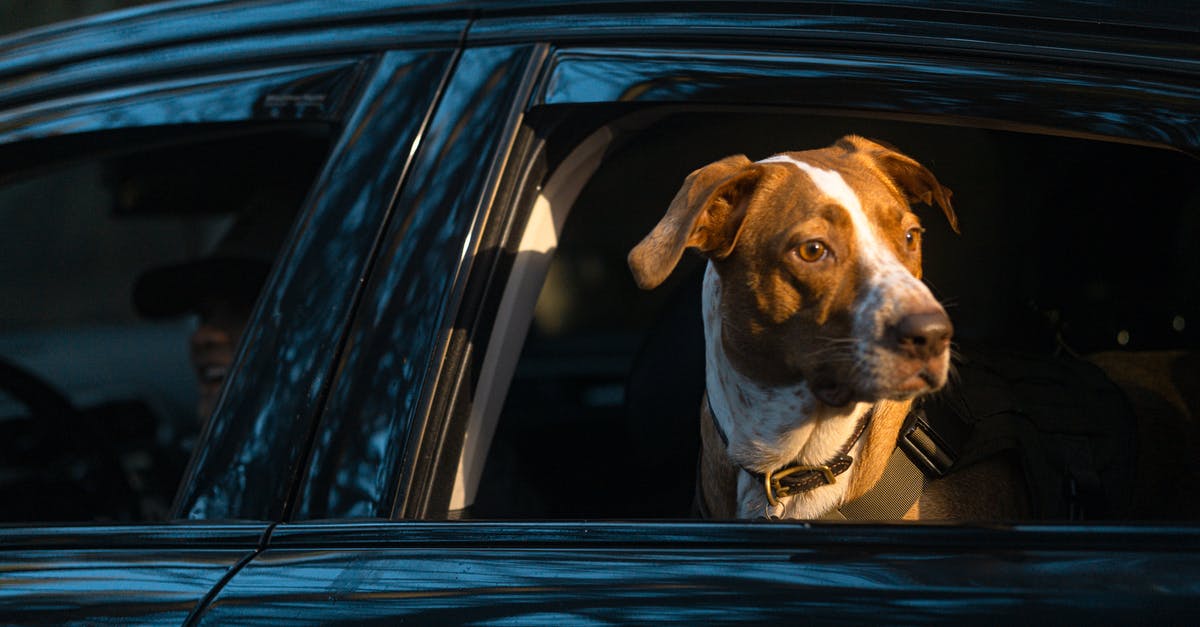 In Secret Window, why did the dog have to die? - Free stock photo of animal, bus, car