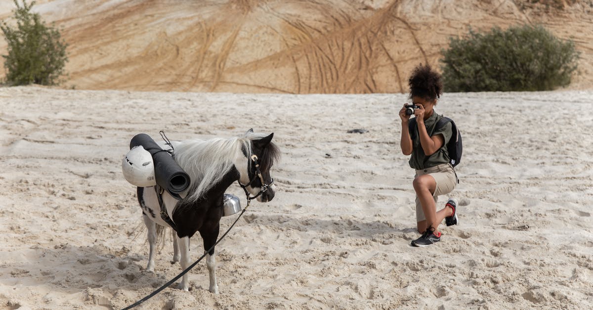 In Shrek 2, what happened to the dragon when the donkey transformed? - Woman Taking Picture of Donkey in Desert