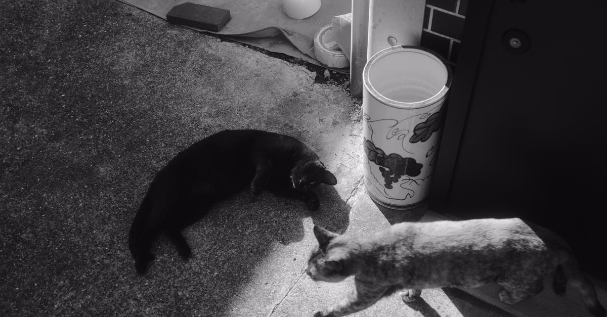 In Spongebob universe snails are cats. What about bigger felines? - Grayscale Photo of Two Cats