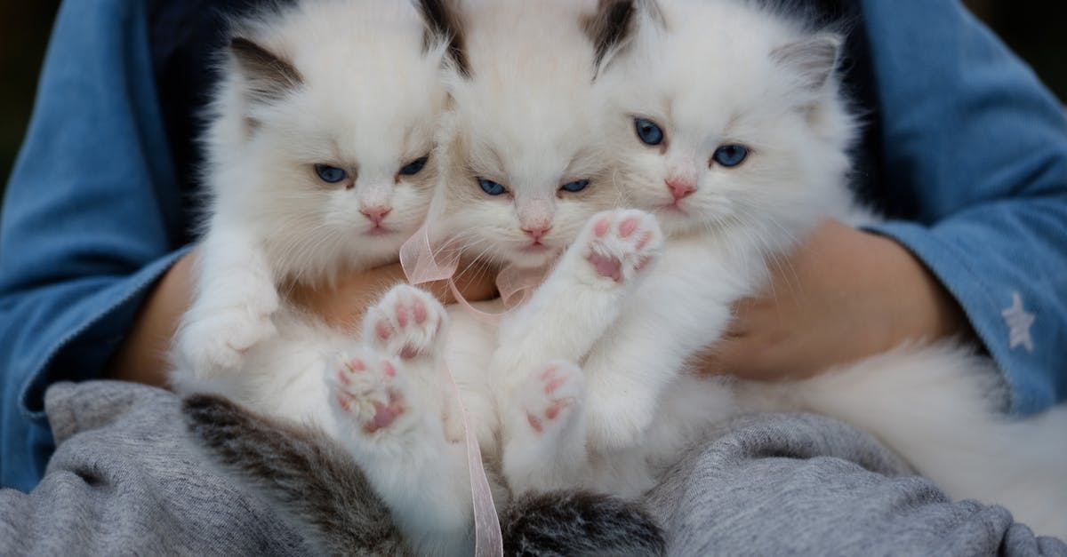 In Spongebob universe snails are cats. What about bigger felines? - Close-Up Photo of a Hand Holding Three White Kittens