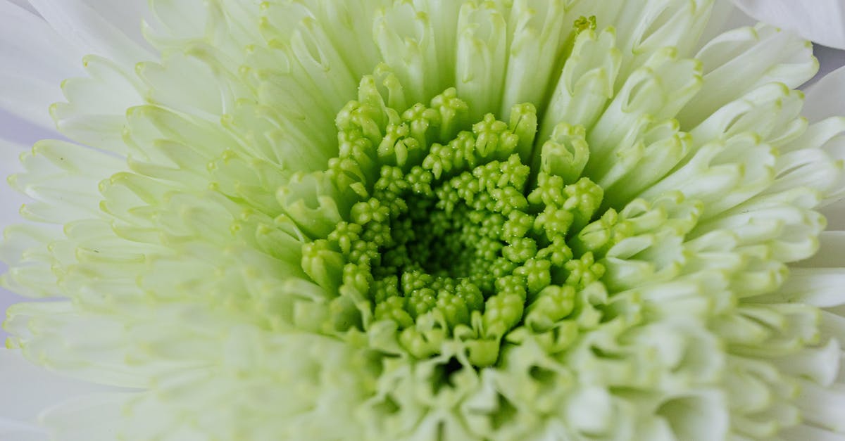 In the new Beauty and the Beast (2017) how often does a petal fall? - From above macro of white green flower placed in simple atmosphere