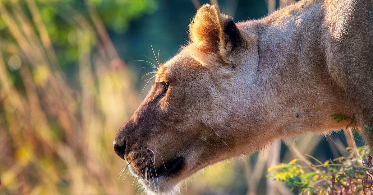In the Predator movies, did makers mention anything about female Predators? - Close-up of a Lioness