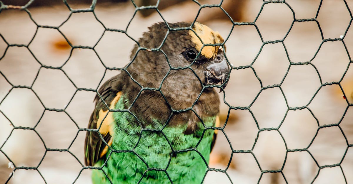 In Wild Wild West, what kills "Metal Head"? - Green Yellow and Black Bird on Brown Metal Cage
