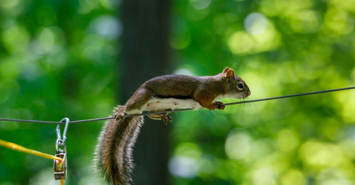 Interpretation of the ending of World on a Wire (Welt am Draht) - Brown Squirrel on Brown Wooden Stick