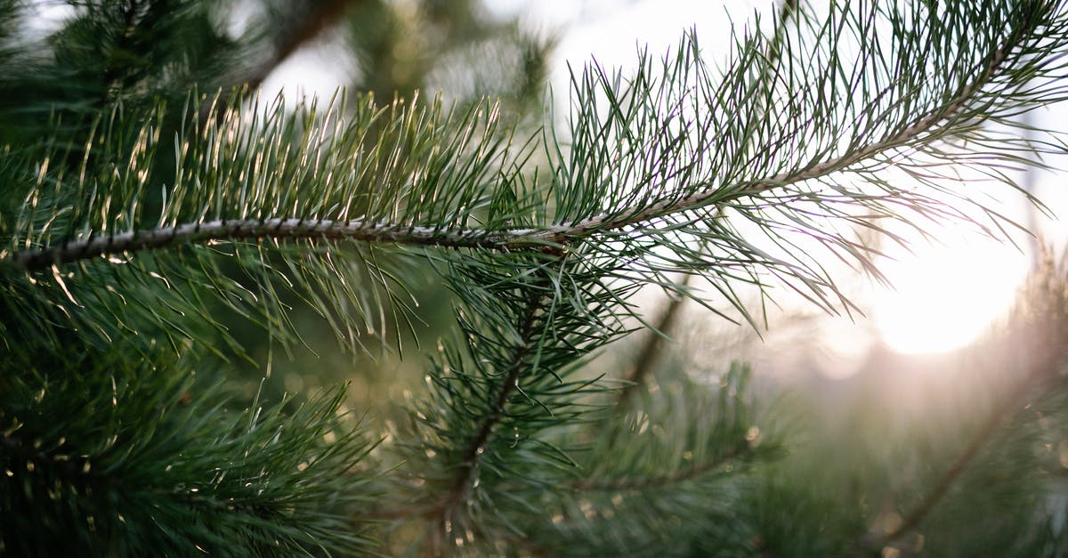 Is Branch a timeline or a universe? - Green Pine Tree With Snow