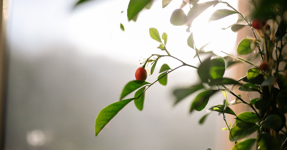 Is Branch a timeline or a universe? - Red Fruit on Green Leaves