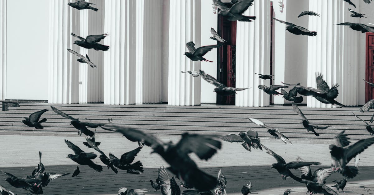 Is Chance Gilbert Based On Real Life Historic Figures or Cult-Leaders? - Flock of pigeons flying near old historic building with columns