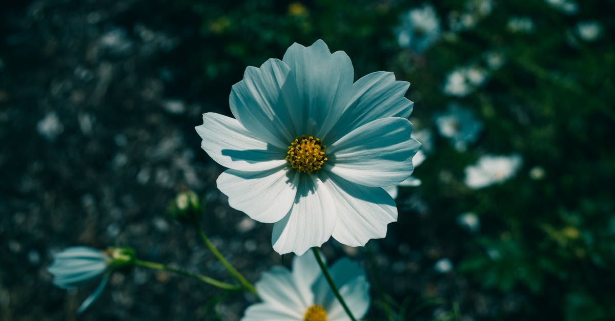 Is Cosmos (1980) obsolete now that Cosmos: A Spacetime Odyssey (2014) has come out? - White Cosmos Flowers in Close-up Photography