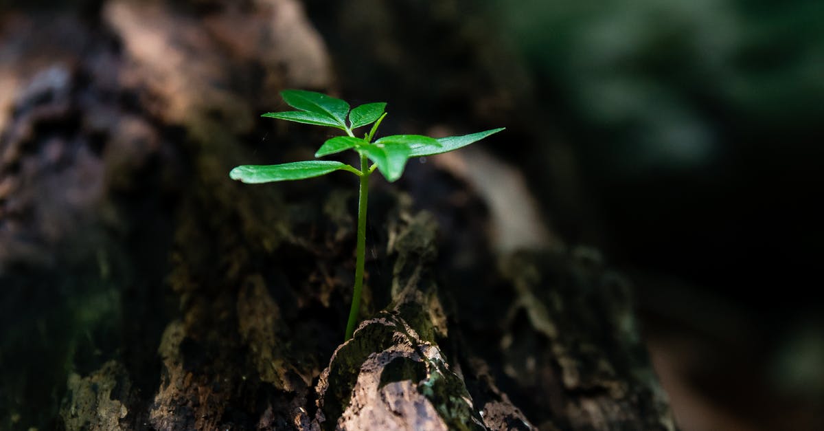 Is it scientifically possible to grow potatoes in Martian soil? - Selective Focus Photo of Green Plant Seedling on Tree Trunk