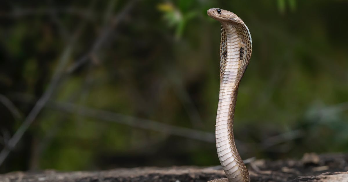 Is Johnny in Cobra Kai a sympathetic character? - A Wildlife Photography of an Indian Cobra