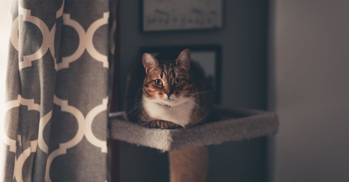Is Lucy's pose from anime? - Brown Tabby Cat Sitting on Cat Tree