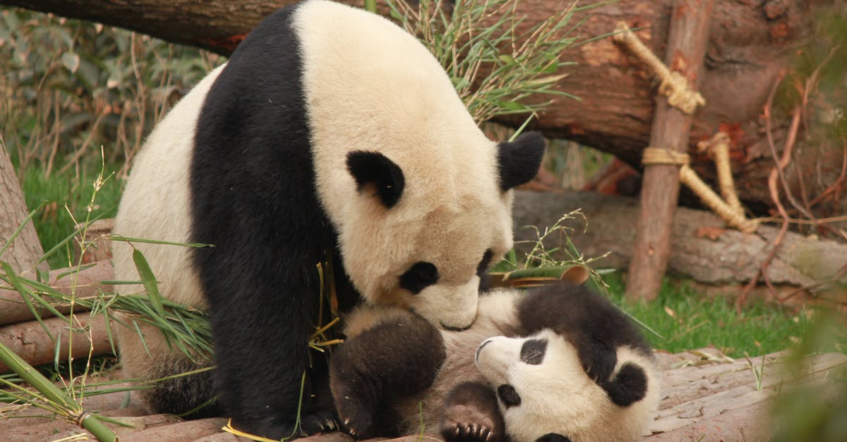 Is meat/fish eaten in the Kung Fu Panda universe? - Photo of Panda and Cub Playing