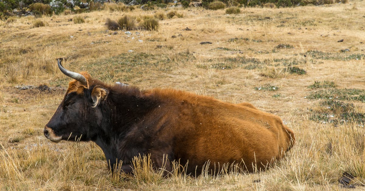 Is Mister Bull actually a father? - Brown Cow on Green Grass Field