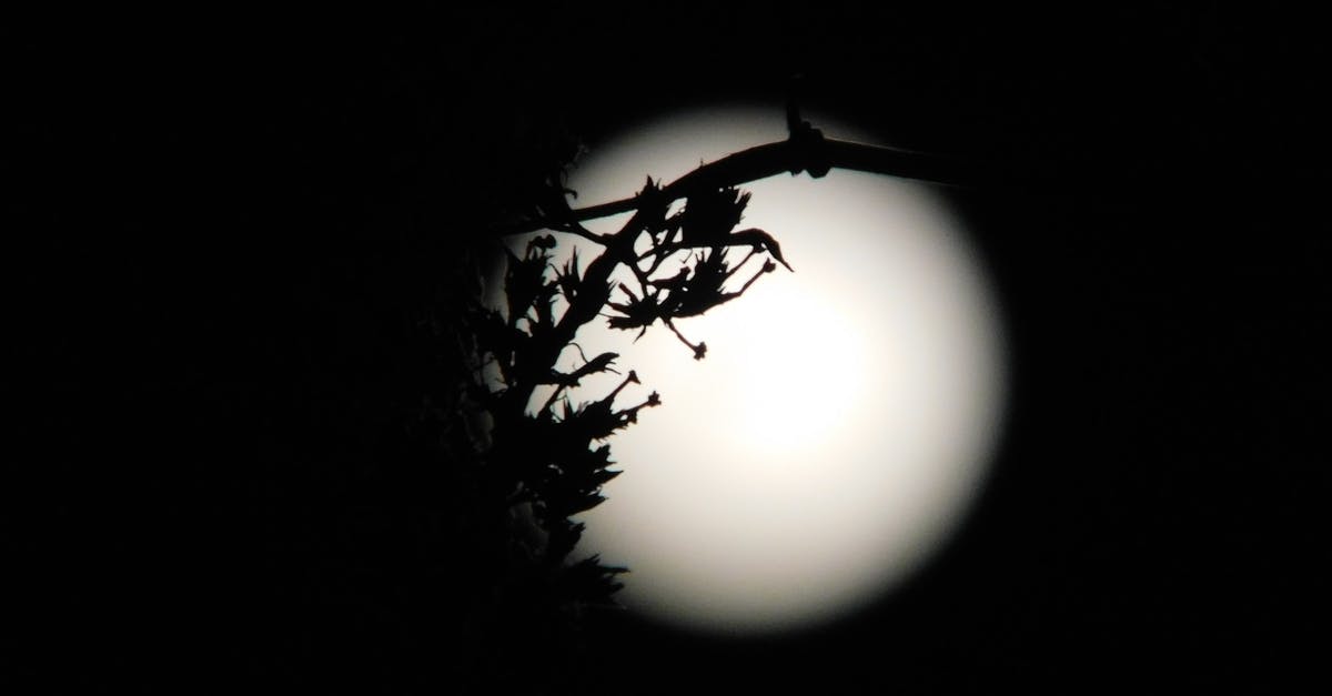 Is Moon (2009) a remake of an obscure Italian movie Eutamnesia? - Silhouette of tree branch against luminous bright moon on dark sky at starless night
