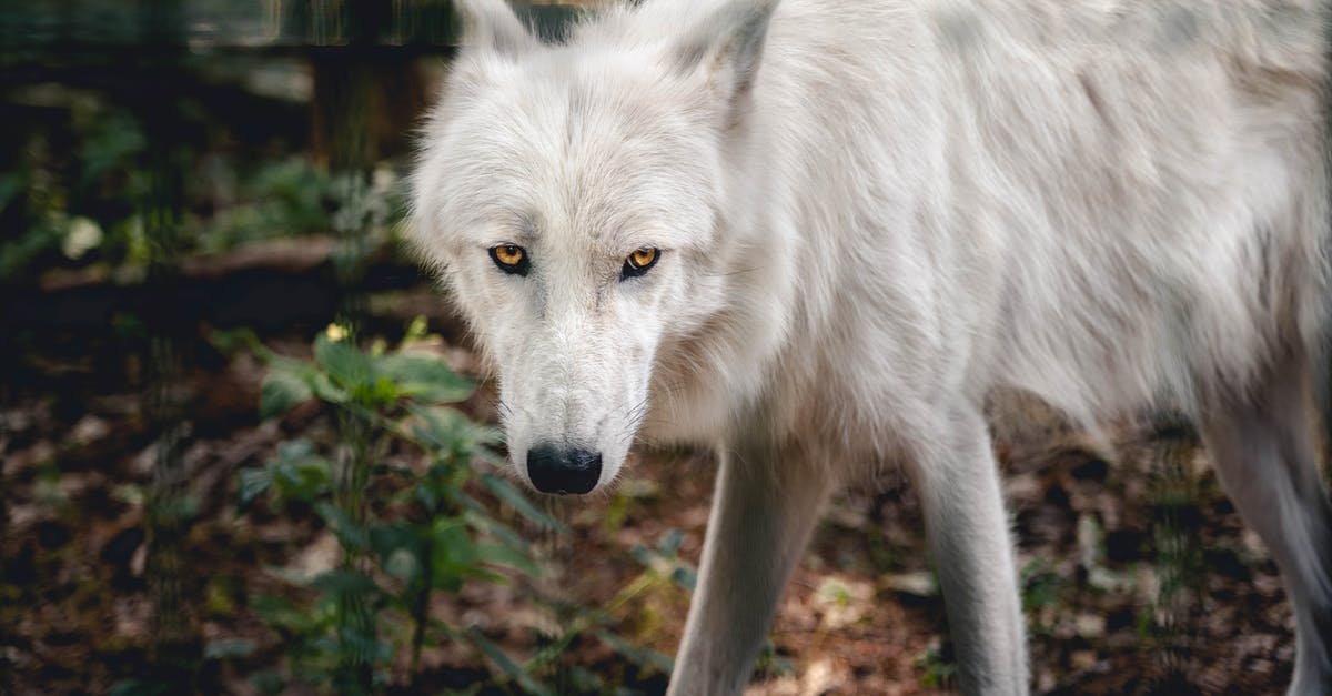 Is "Don't Look Up" allegorical commentary on the world's response to current events? - Close-Up Photo of White Wolf in the Forest