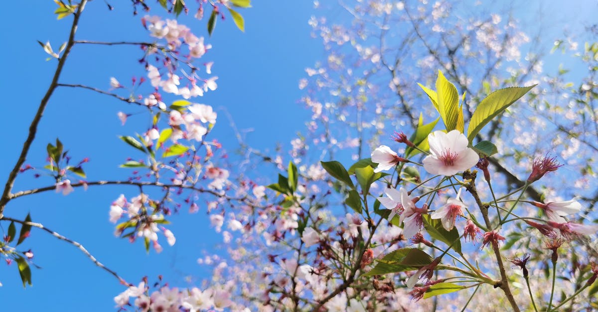 Is "Life Is Beautiful" dubbed in English? - A Cherry Blossom Flowers with Green Leaves Under the Blue Sky