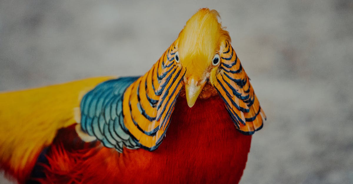 Is Red based on some real bird species? - Golden pheasant with standing on ground in countryside