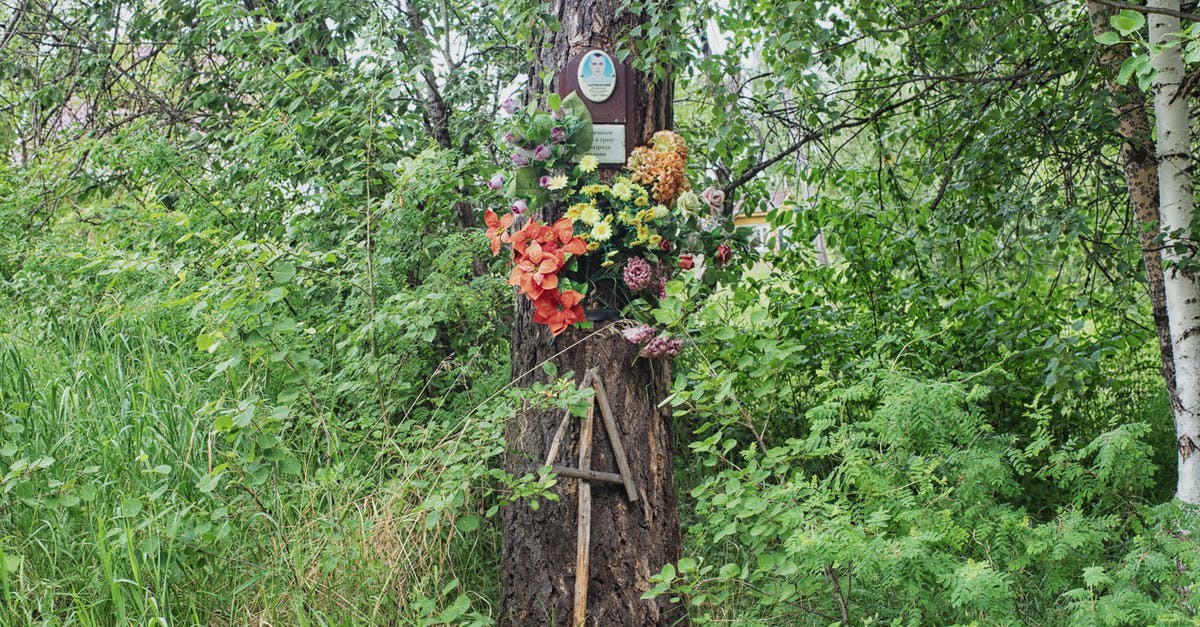 Is the Babadook symbolic of the dead father? - Memorial photograph of deceased person and artificial flowers hanging on tree trunk at  place of death among green plants