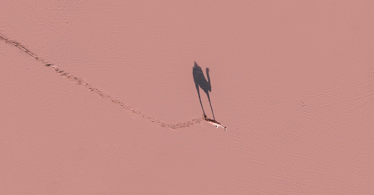 Is the creature in "The Thing" a single creature? - Camel walking on pink surface in sunny day