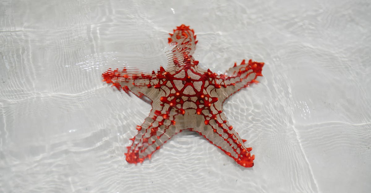 Is the creature in "The Thing" a single creature? - From above of starfish echinoderm from class Asteroidea on sandy bottom of clear shallow water