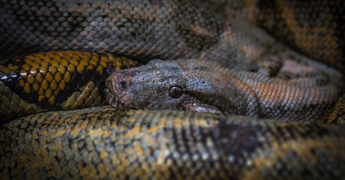 Is the introduction of Snake Eyes a reference to Rope? - Closeup Photo of Anaconda