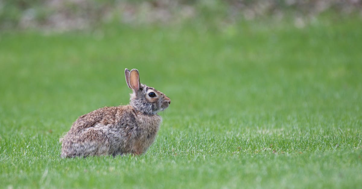 Is the rabbit real? - Brown Rabbit on Green Grass Field