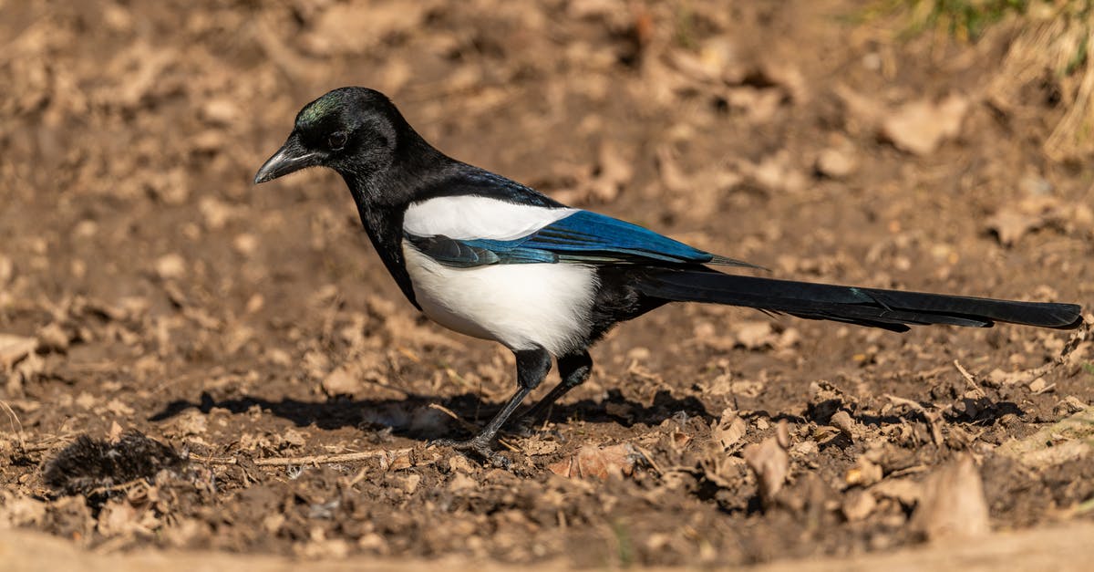 Is there a common origin to those blue background TV commercials? - Side view of common magpie with black and white plumage and long tail standing on thin legs on uneven surface