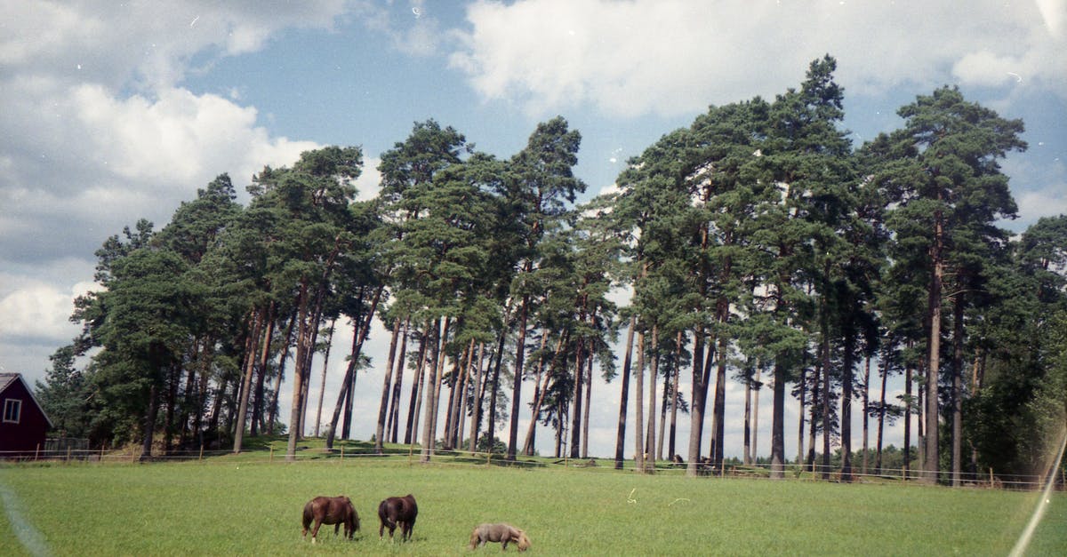 Is there a name for this film technique seen in season one of Russian Doll? - Domestic cows pasturing on field near rural house and tall trees in village