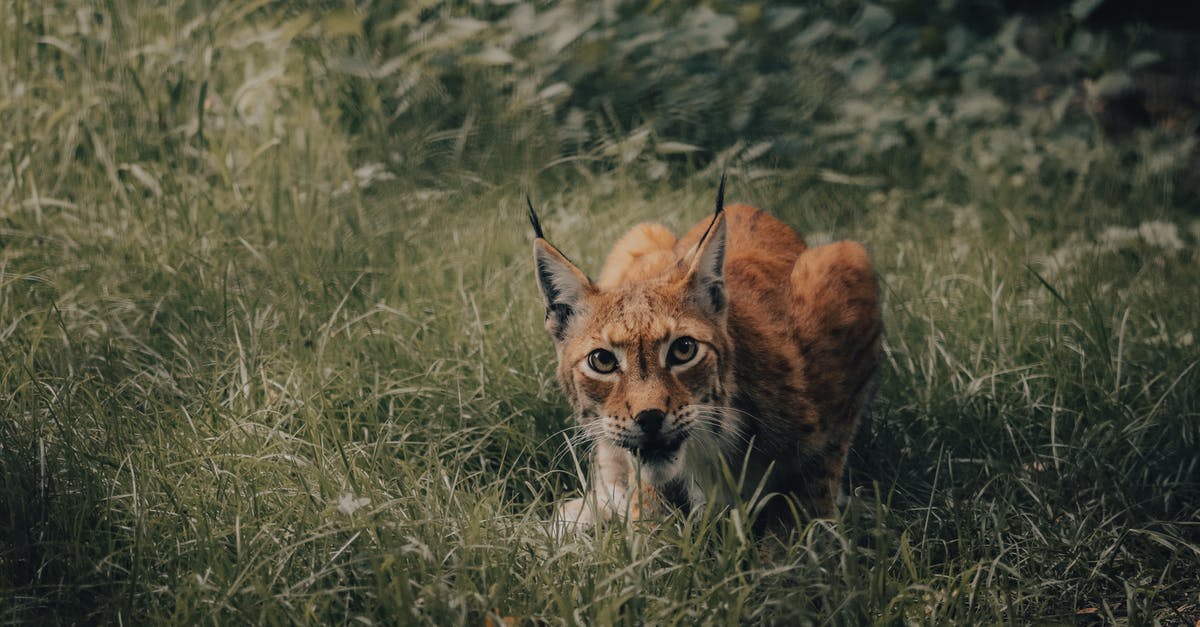 Is there a reason why Ilsa Faust and Julia Hunt look alike? - Wild lynx sitting on green grass in nature