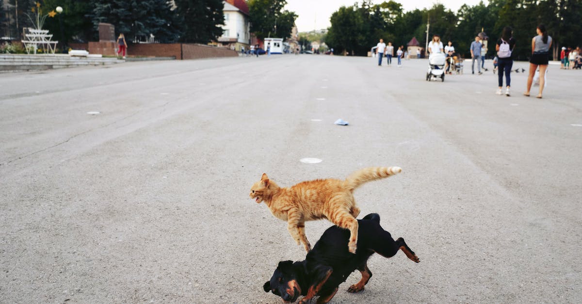 Is there a trope for a pile-on fight? - A Black Dog and Orange Tabby Cat Fighting on the Road