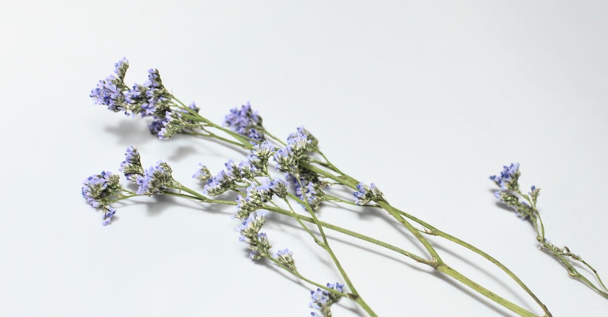 Is there any purpose to the short fade to white? - From above of lavender flowers on green long stems with small purple petals placed on white background in light studio
