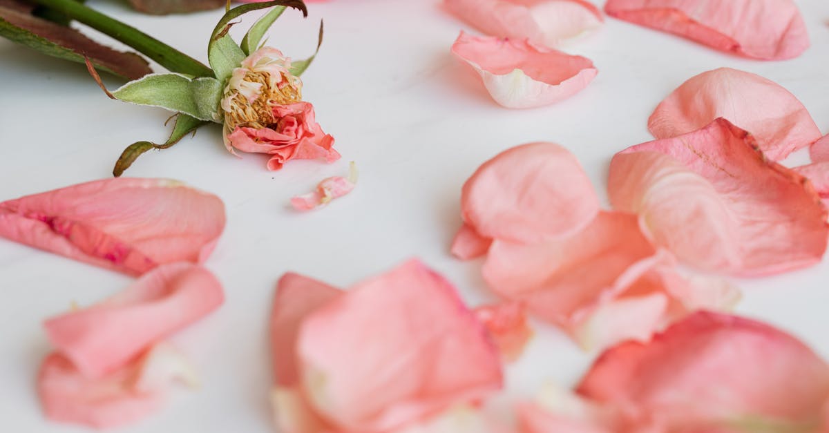 Is there any purpose to the short fade to white? - Shabby rose with scattered petals around