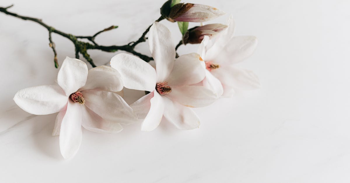 Is there any romantic angle suggested between Po and Tigeress? - From above of delicate white fragrant Magnolia flowers lying on light marble surface under bright light