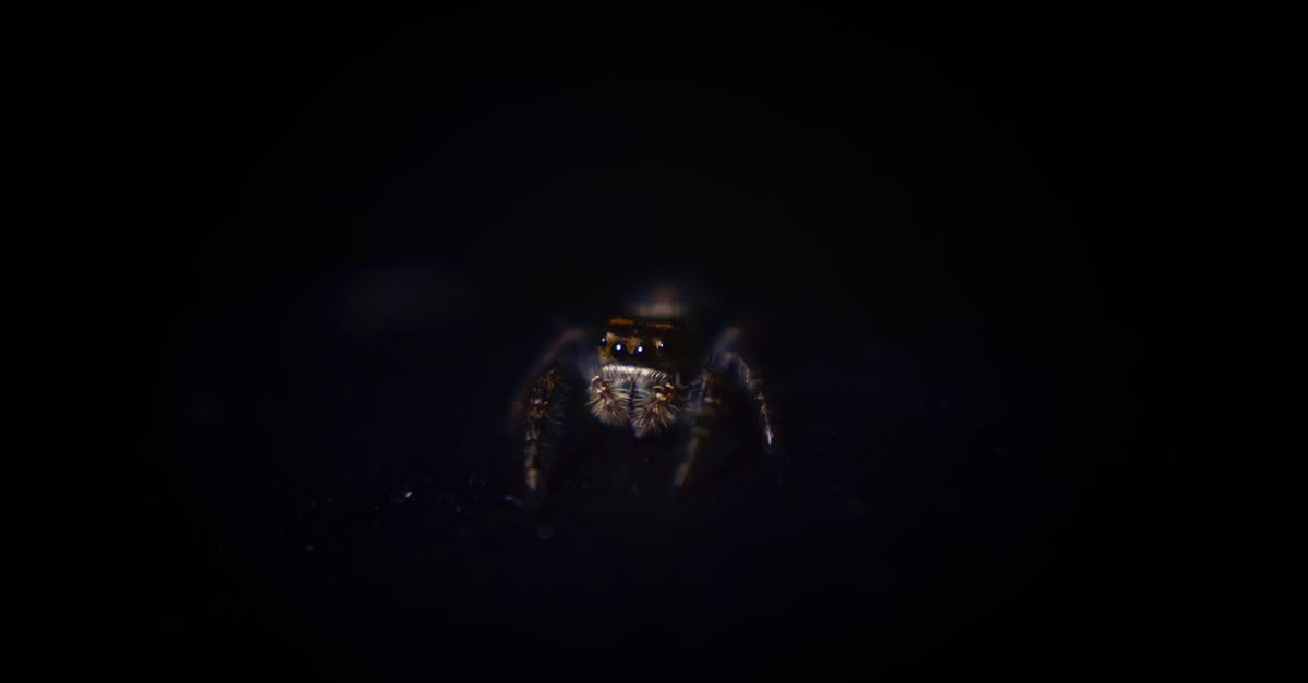 Is there significance behind the spider visions in Enemy? - Tiny jumping spider in darkness