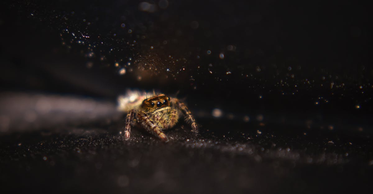 Is there significance behind the spider visions in Enemy? - Small jumping spider standing on black surface