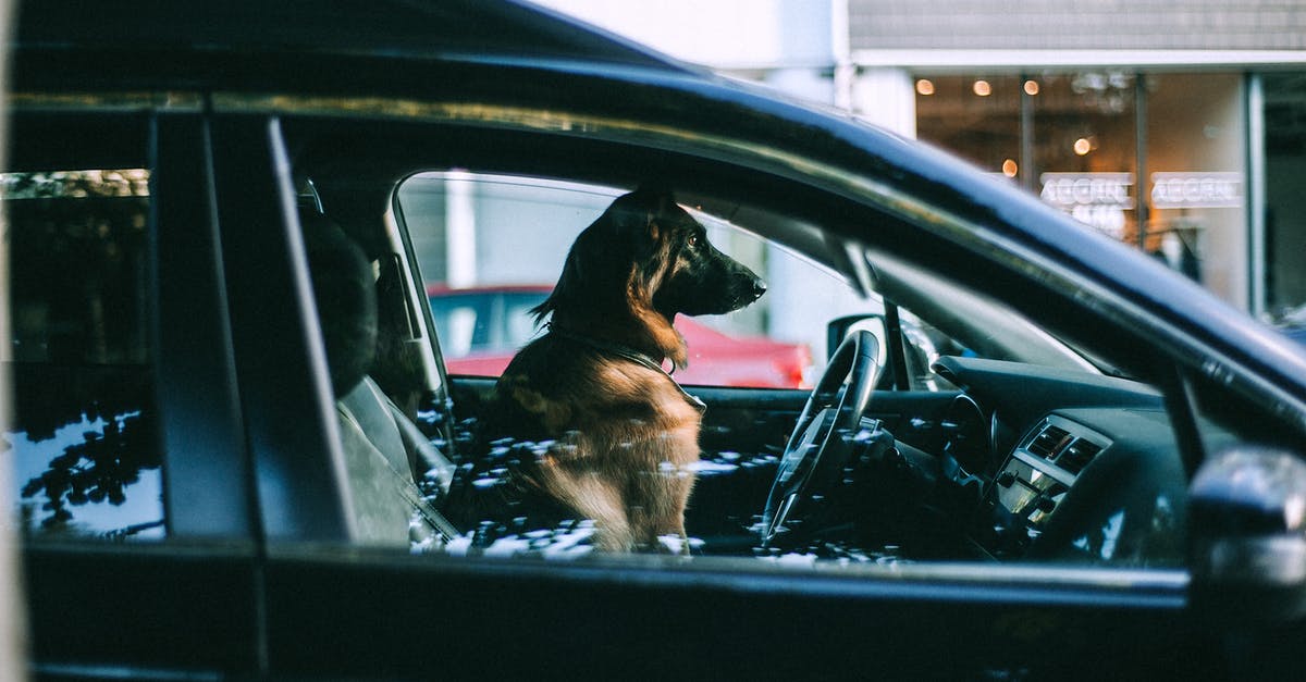 Is what happened to the town not that big of a deal? - Side view of adult big dog looking away while sitting in automobile and waiting for owner in daytime