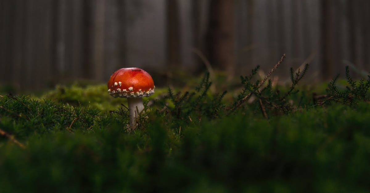 Isn't a weakness to poison redundant? - Red and White Mushroom