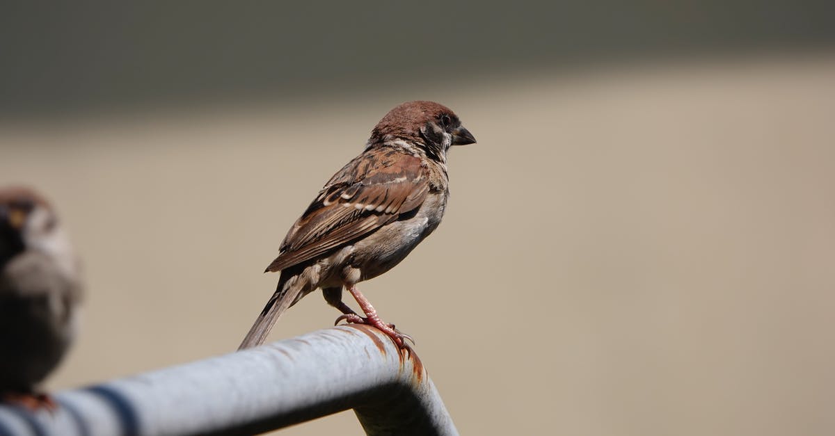 Jack Sparrow in the beginning of Pirates of the Caribbean 3? - Brown Sparrow Perched on Black Metal Bar