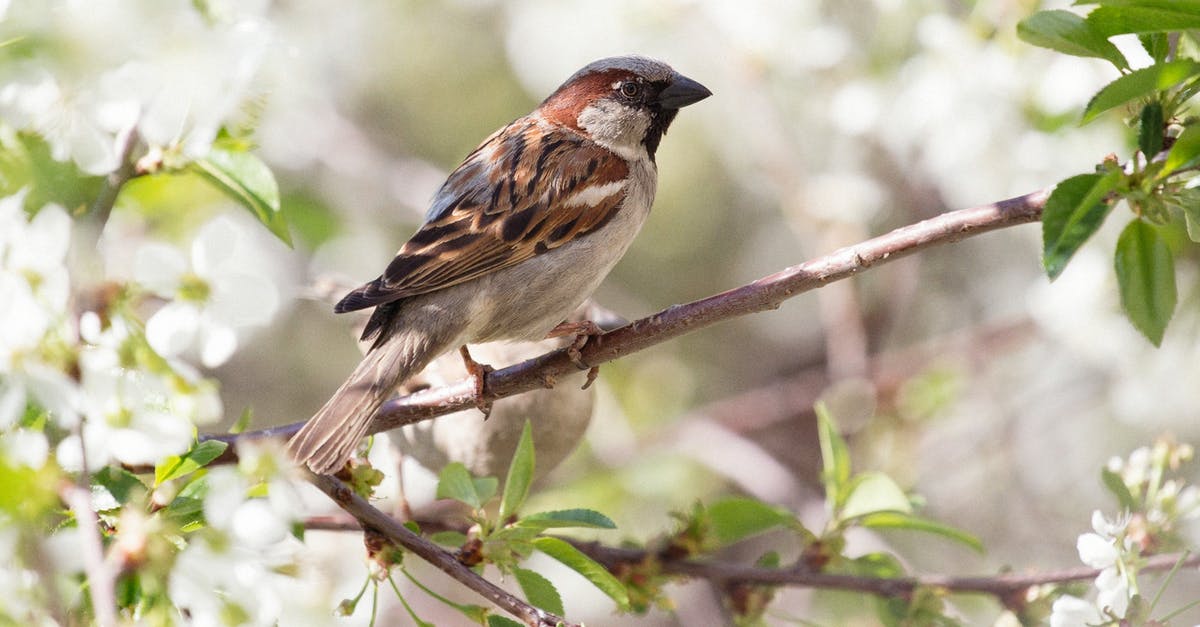 Jack Sparrow in the beginning of Pirates of the Caribbean 3? - A Sparrow Perched on a Branch